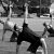SFG I StrongFirst Kettlebell oktatói képzés és vizsga / SFG I StrongFirst Kettlebell Instructor Certification